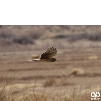 گونه سنقر خاکستری Hen Harrier